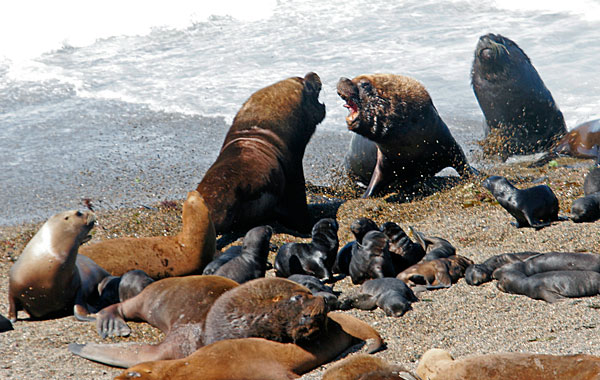 L'activité favorite des mâles: des bagarres territoriales pouvant être très violentes.